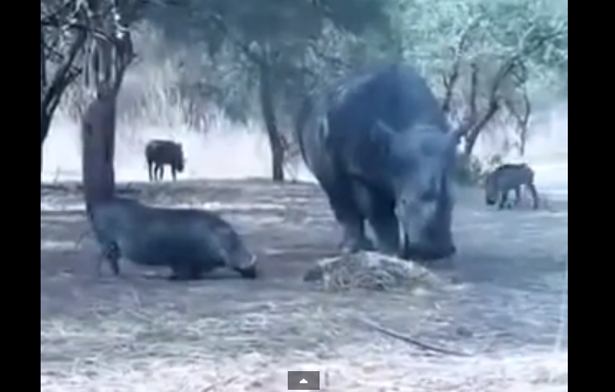 video whatsapp rinoceronte