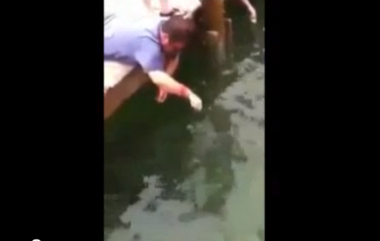 video whatsapp pez mordiendo brazo