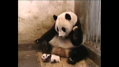 video whatsapp susto oso panda