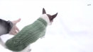 video whatsapp chihuahua en nieva