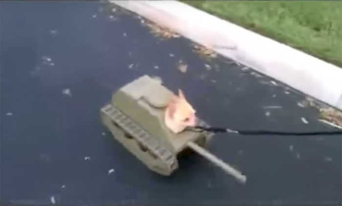 video del perro tanque